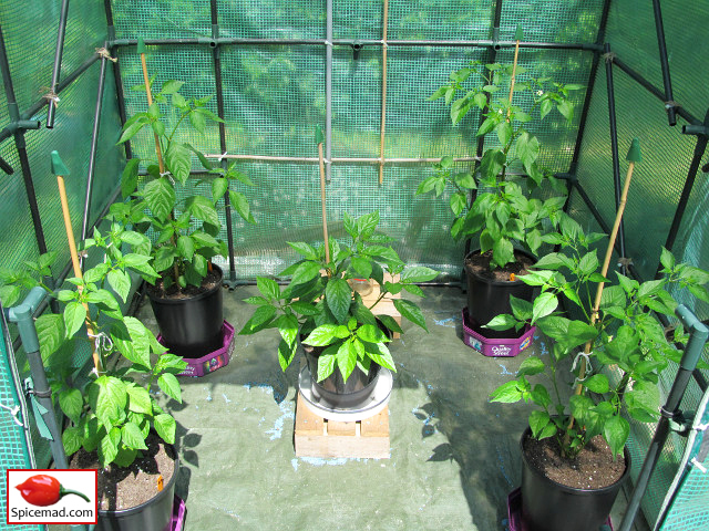 Chilli Plants in the Greenhouse - 13th June 2021