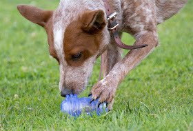 Treat-dispensing durable dog toy