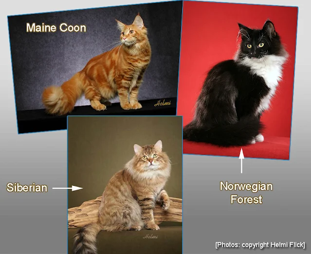 Comparing Maine Coon, Norwegian Forest and Siberian Cats