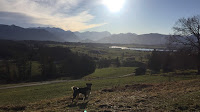 Spaziergang mit Hund in den bayerischen Voralpen bzw im Oberland nahe dem Riegsee