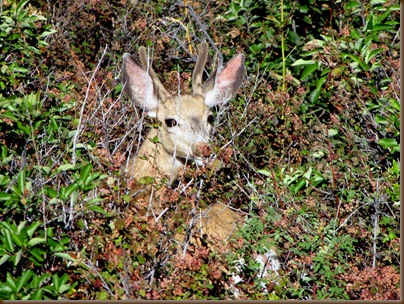 Buck