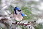 Animal & Birds 5 . HD Wallpapers & Quality Desktop Backgrounds for free (animal wallpapers birds)