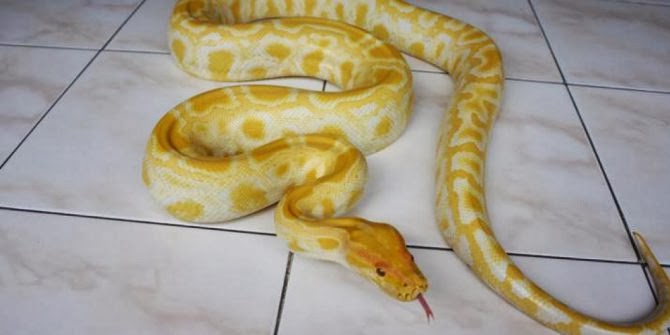 Molurus Python Albino