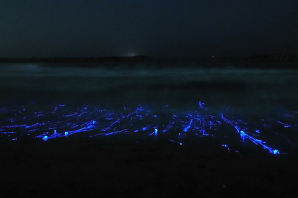 Glowing Jellyfish in Japan, only in japan, jav, free, sex with jellyfish in japan, 