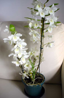 Orquídeas