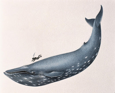 巨大鯨屍 Sei Whale