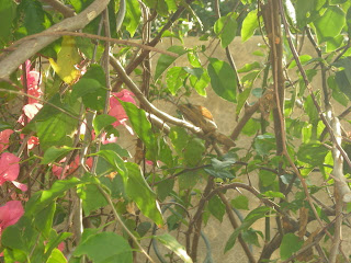 Basilisk lizard (Basiliscus vittatus), La Ceiba, Honduras