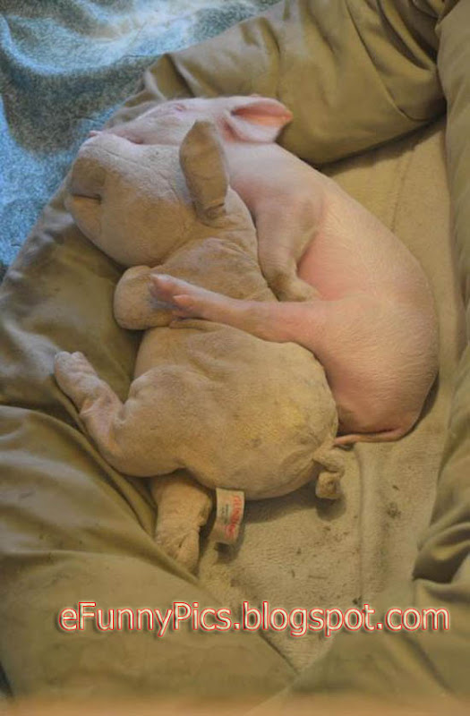 A Piglet and Her Teddy