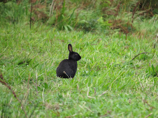 Black Rabbit