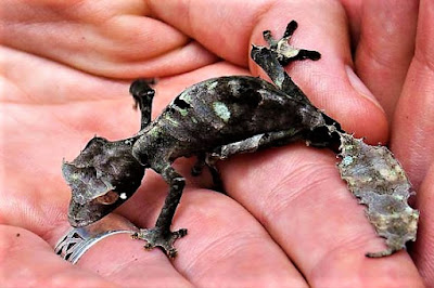 gecko cola de hoja satanico