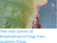 https://sciencythoughts.blogspot.com/2013/10/two-new-species-of-amphisphaerid-fungi.html