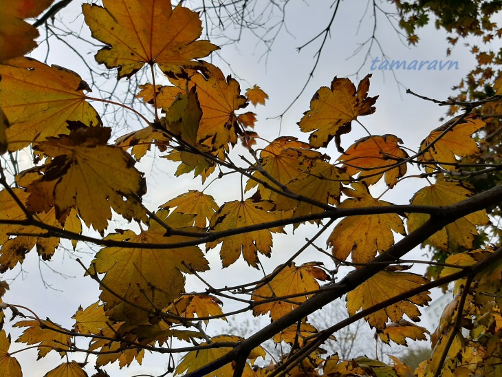 Клён ложнозибольдов (Acer pseudosieboldianum)