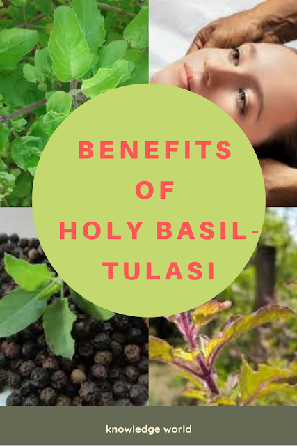 Benefits of holy basil -Tulasi or tulsi