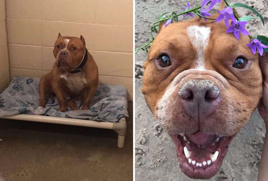 11 Adorable Before And After Dog Adoption Pictures