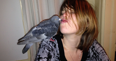 Having a Pigeon As a Pet Is Easier Than You May Think (Part 2)