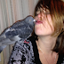 Having a Pigeon As a Pet Is Easier Than You May Think (Part 2) :