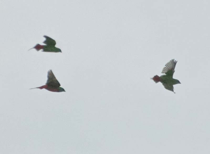 Pin-tailed Parrotfinches (Erythrura prasina)