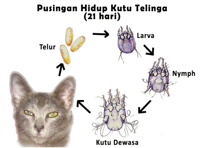 Punca Kutu Kucing Jenis Dan Cara Menghilangkannya Sis Hawa Blog Lifestyle Penuh Infomasi