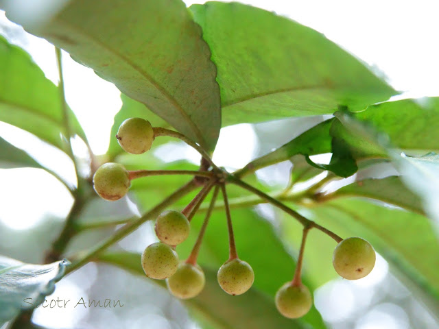 Ardisia crenata