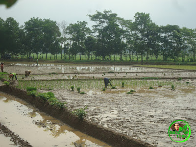 Tandur dengan cara Maju, di sawah admin di Blok Tegalsungsang.