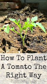 how to plant tomatoes, vegetable garden