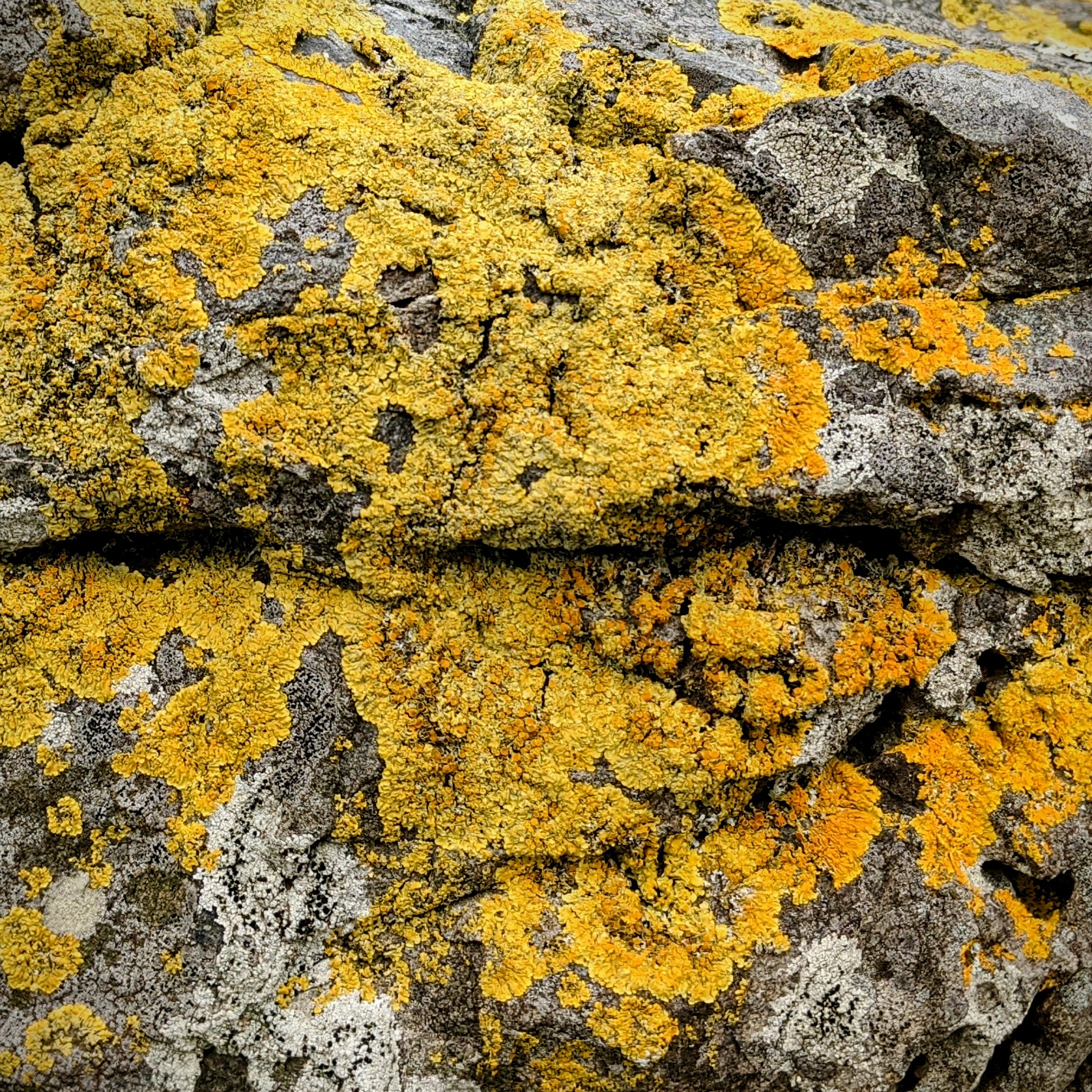 Sunburst lichen on a seashore rocks