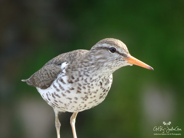 Cute Birds