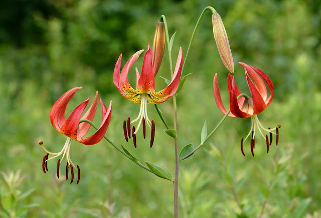 Лилия великолепная (Lilium superbum)