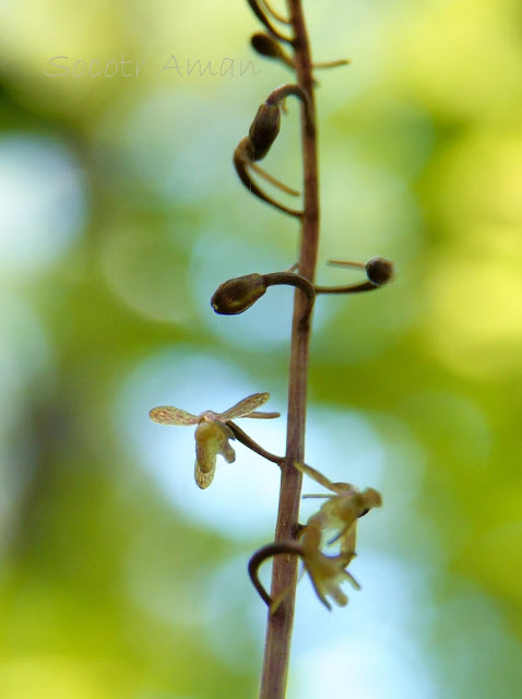 Tipularia japonica