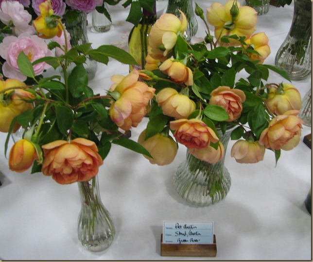 IMG_6560 IMG_6560