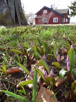 074 Chionodoxa sp, vårstjärna, Daniel Grankvist