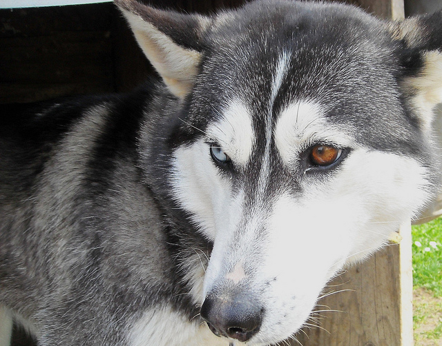 Cachorros com heterocromia ocular