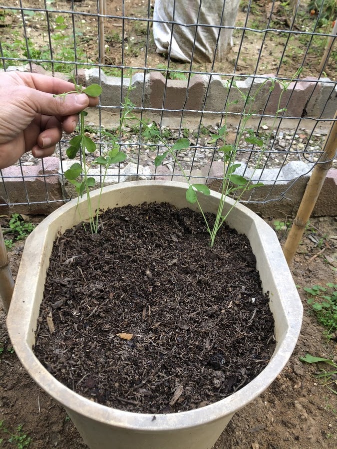 Transform your container gardening skills with our step-by-step tutorial on growing sweet peas from seed in containers. From selecting the perfect containers to expert tips for optimal growth, create a stunning sweet pea paradise in your own backyard.