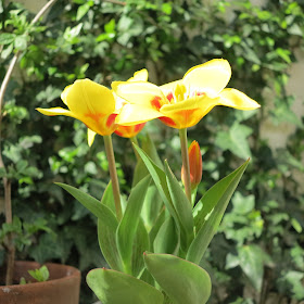 ByHaafner, tulips, yellow and red, container gardening