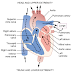 Heart muscles,as a pump and functions of valves