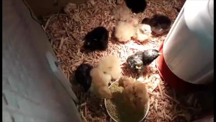 Pollitos-de-gallina-recién-nacidos