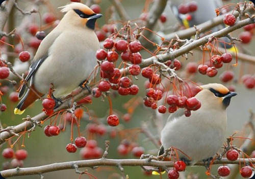 Amazing Beauty of Waxwing Birds11