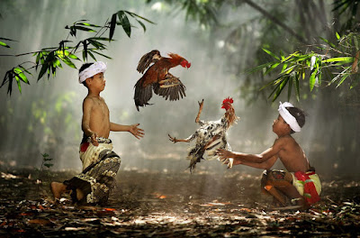 Tradisi Sabung Ayam di Indonesia yang Sudah Berabad-abad