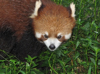 Red Panda, Panda Breeding Center, Chengdu, China, 2009 (0731)