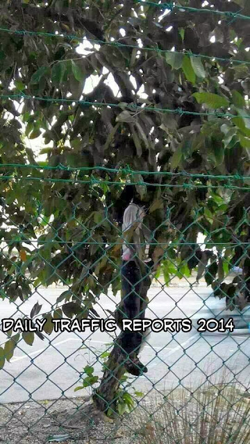 Penang Terkini Foto Bunuh Diri Gantung  Di Pokok Kerana 