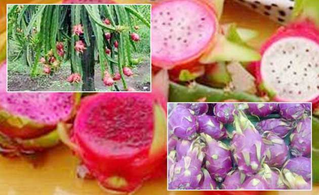 buah naga