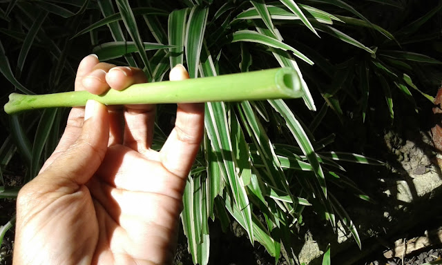 Biodegradable Jumbo Straws. Another fun use for my pawpaw plant. It's a single element with multiple functions (Permaculture)