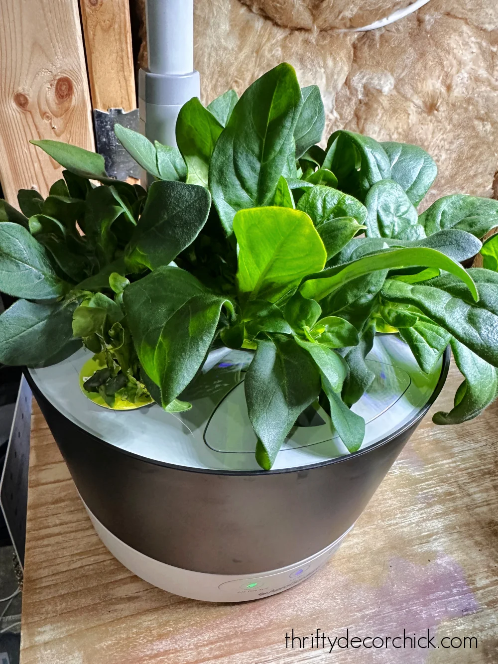 aerogarden petunias