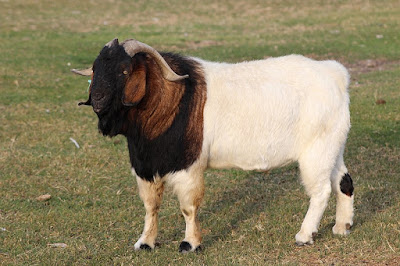 Boer Goat