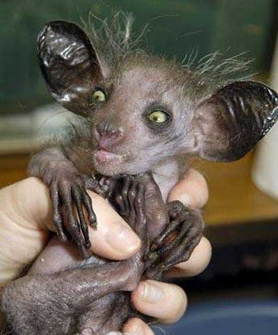 ugly animals in world. hot ugly animals pics. ugly