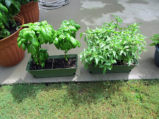 Gardening with Bobbins of Basil