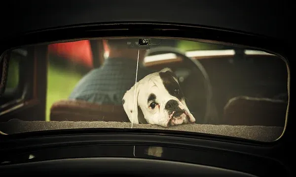 How do you teach a dog to behave in the car?