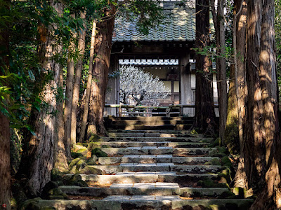 White Ume (Japanese apricot) flowers: Kencho-ji