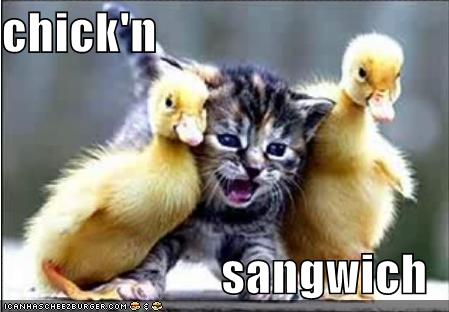 Lolcats Chicken Sandwich, Invisible Corncob, and Mispelling Cat Again.