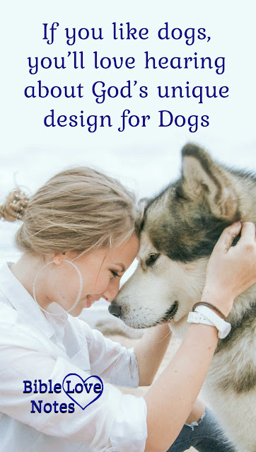 Dog owners will love this 1-minute devotion that shares some wonderful information about how God created dogs for our benefit.
